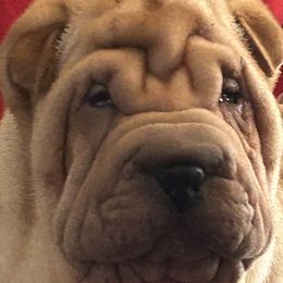 Girl 1 - Fawn Chinese Shar-Pei puppy in Basehor, Kansas from Good Fortune Shar Pei