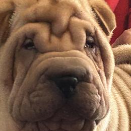 Girl 1 - Fawn Chinese Shar-Pei puppy in Basehor, Kansas from Good Fortune Shar Pei