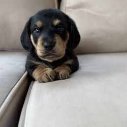 Boy 1 - Black and tan male Dachshund puppy in Massies Mill, Virginia from Pigeon Hill Dachshunds