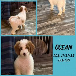 Ocean - Parti male Goldendoodle puppy in Wayland, New York from Loris Pampered Pooches💕