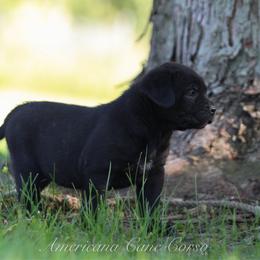 Missy - Black female Cane Corso puppy in Cable, Ohio from Americana Cane Corso