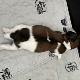 Shih Tzu Puppies from Love4Shihtzu