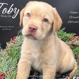 Bugs Bunny - Yellow male Labrador Retriever puppy in Eaton Rapids, Michigan from Higher Ground Labradors