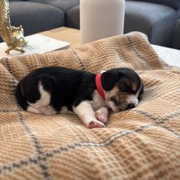 Beagle Puppies from Whitney Ranch Beagles