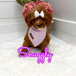 Snuggly - Red female Cavapoo puppy in Buford, Georgia from Petite Posh Puppies