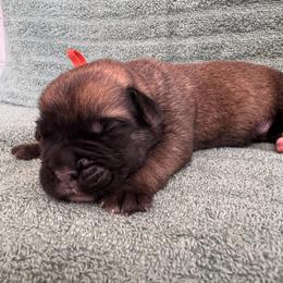 Fawn 1- Orange Collar - Fawn male Cane Corso puppy in Compton, California from Urban League Cane Corso