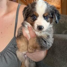 Blue - Blue merle male Miniature Australian Shepherd puppy in Westminster, New Hampshire from Smokin Gun Aussies