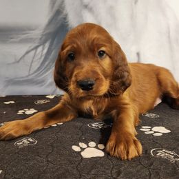 Blue collar - Mahogany male Irish Setter puppy in Baileyville, Maine from Down East Setters and Labs