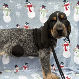 Josie - Blue ticked and tan female Bluetick Coonhound puppy in Mount Pleasant, Texas from Harmons Hounds