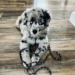 Australian Shepherd Puppies from SoCo Aussies