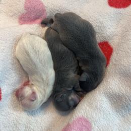 Zara Middle girl - Blue and tan female Chihuahua puppy in Huntington Beach, California from Amore Chihuahuas