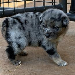 Australian Shepherd Puppies from Cross Arrow K Awesome Aussies