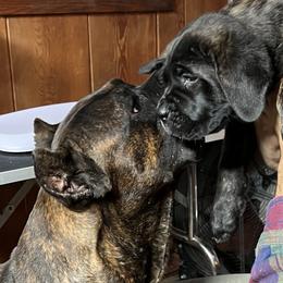 Cane Corso Puppies from Arcana Cane Corso