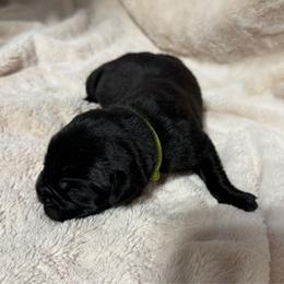 Lime Collar - Black male Cane Corso puppy in Paris, Texas from Knucklehead Cane Corso
