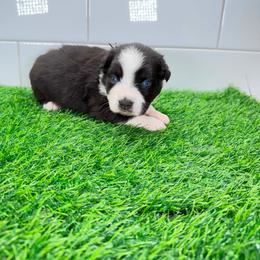 Faint mint collar - Black tri female Miniature Australian Shepherd puppy in Brooker, Florida from Triple Branch Aussies