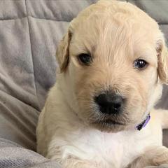 Girl 2 - Goldendoodle puppy in Blaine, Minnesota from The Golden Roo