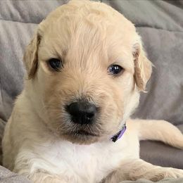 Girl 2 - Goldendoodle puppy in Blaine, Minnesota from The Golden Roo