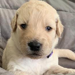 Girl 2 - Goldendoodle puppy in Blaine, Minnesota from The Golden Roo