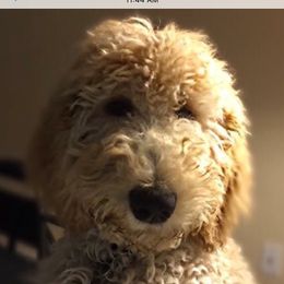 Buttermufin or Butter - Goldendoodle