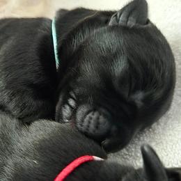 Female1 (LBIW) - Black female Scottish Terrier puppy in Conroe, Texas from Scotch McLaren Terriers