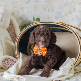 Poodle Puppies from Emerald Pines Standard Poodles