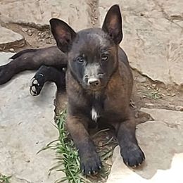 Bumblebee - Belgian Malinois puppy from Forever Family K9