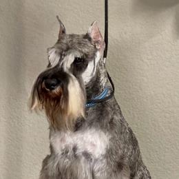 Odin - Miniature Schnauzer