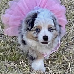 Toy Australian Shepherds from LuminAussies - Toy Australian Shepherd