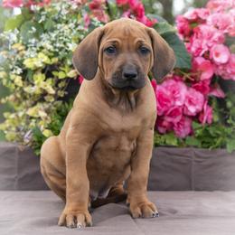 Miss Light Blue - Rd whtn blk nose female Rhodesian Ridgeback puppy in Hillman, Minnesota from Rhoxwood Kennel