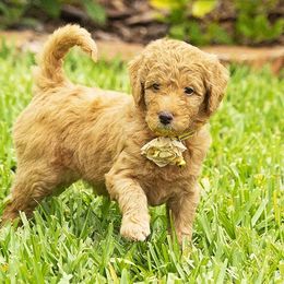 Goldendoodle All Grown Up from We R Mini Doodles