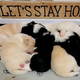 Border Collie Puppies from Double4farms