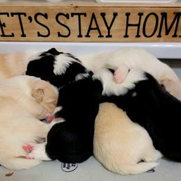Border Collie Puppies from Double4farms