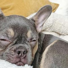 French Bulldogs from Edna's Frenchies
