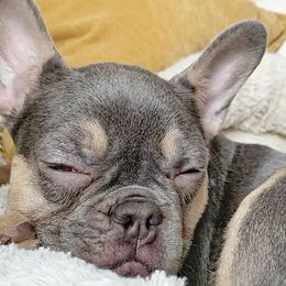 French Bulldogs from Edna's Frenchies