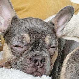 French Bulldogs from Edna's Frenchies
