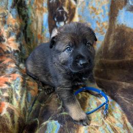 Blue - Sable male German Shepherd puppy in Motley, Minnesota from Von Thomson Haus