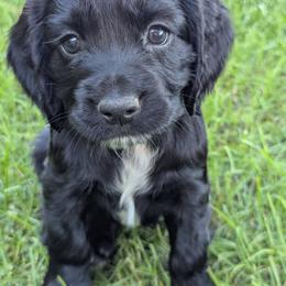 NOT A PET Working home only - Black female English Cocker Spaniel puppy in Phillips, Nebraska from Fenloch Gundogs