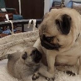 Pug Puppies from Pickwick Pugs