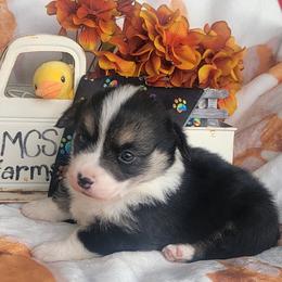Rainbow bandana girl - Black and tan female Pembroke Welsh Corgi puppy in Cherokee, Oklahoma from MCS Farms-OK