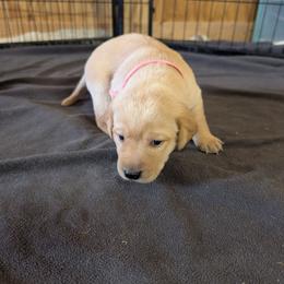 Pink Female - Yellow female Labrador Retriever puppy in Briggsdale, Colorado from LC Hunting Labs, LLC.