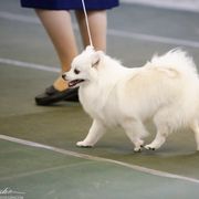 American Eskimo Dog All Grown Up from Shalom American Eskimos
