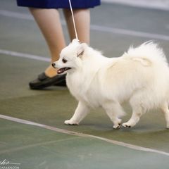 American Eskimo Dog All Grown Up from Shalom American Eskimos