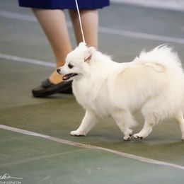 American Eskimo Dog All Grown Up from Shalom American Eskimos