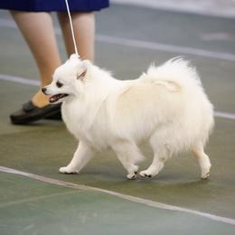 American Eskimo Dog All Grown Up from Shalom American Eskimos