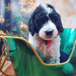Goldendoodle and Sheepadoodle Puppies from Valley Doodles