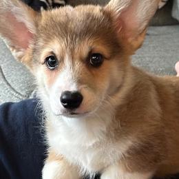 Boy 3 - male Pembroke Welsh Corgi puppy in Coeur D'alene, Idaho from Esther's Pembroke Welsh Corgis