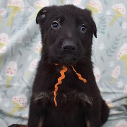 Orange Boy - Bi-color male German Shepherd puppy in Grants Pass, Oregon from Granville German Shepherds