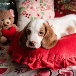 Clementine - Lemon and white female Basset Hound puppy in Hodges, South Carolina from Blooming Basset