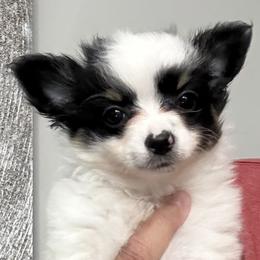 Chihuahua puppies from Funnyface Long Haired Chihuahuas