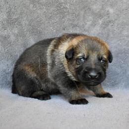 Black - Sable male German Shepherd puppy in Cherryville, North Carolina from Masky Kennel